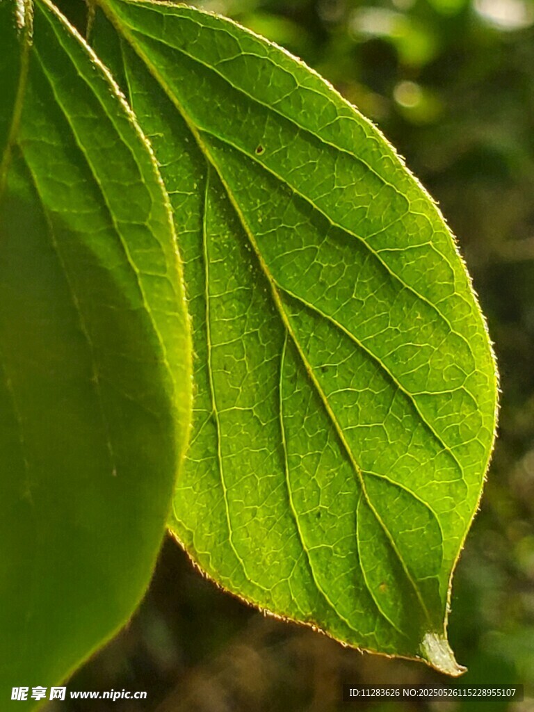 翠绿叶片特写