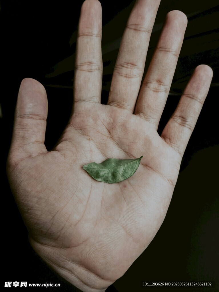 手掌上的翠绿小叶子
