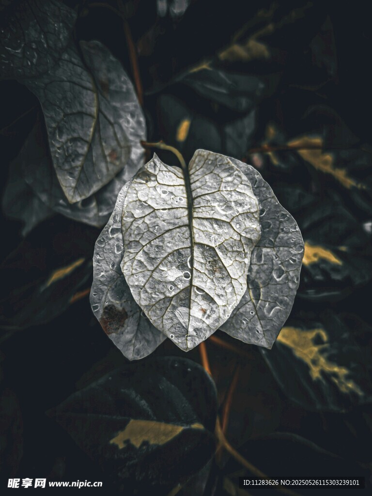 枯叶特写