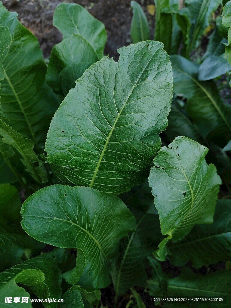 鲜嫩绿叶蔬菜特写