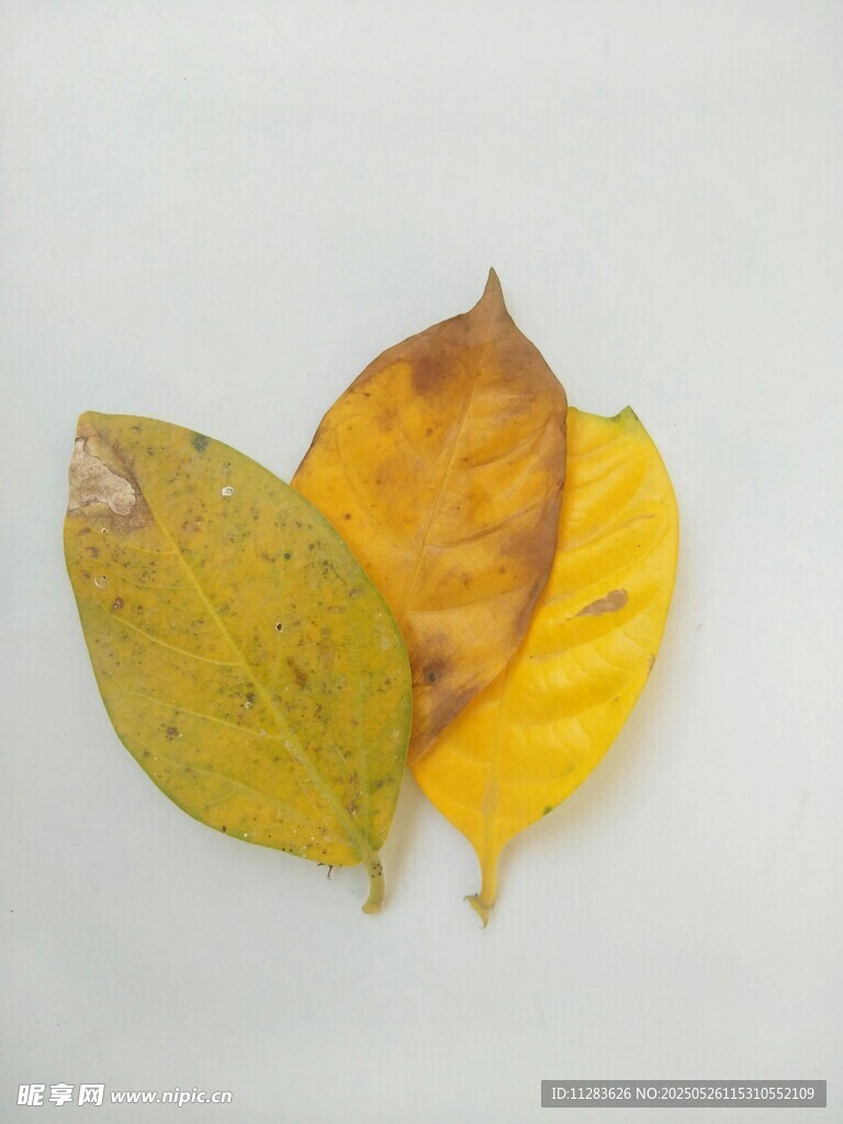 三片秋叶特写