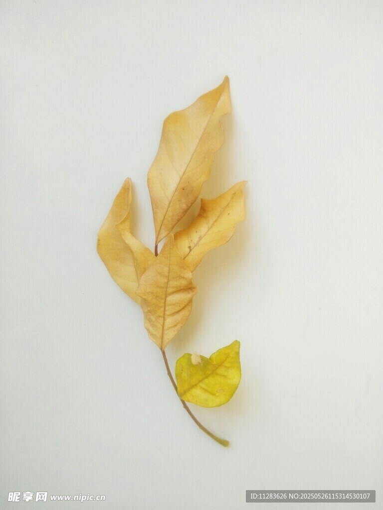 枯黄秋叶静躺