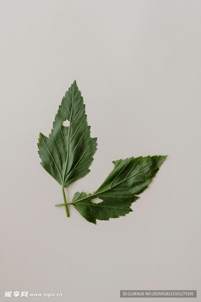 两片翠绿的新鲜植物叶片