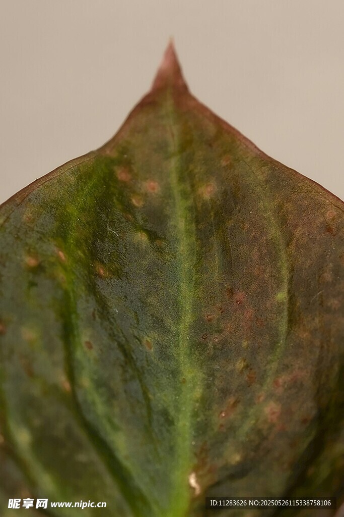 带斑点的植物叶片