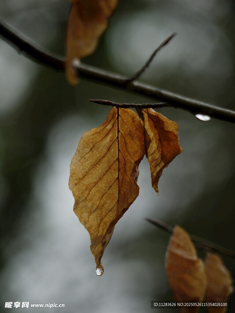秋日枝头带露枯叶