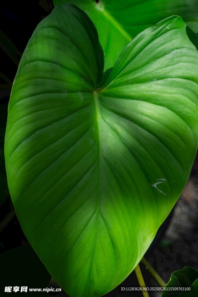 心形大叶片绿植特写
