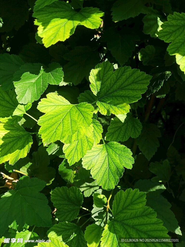 阳光下的翠绿叶片