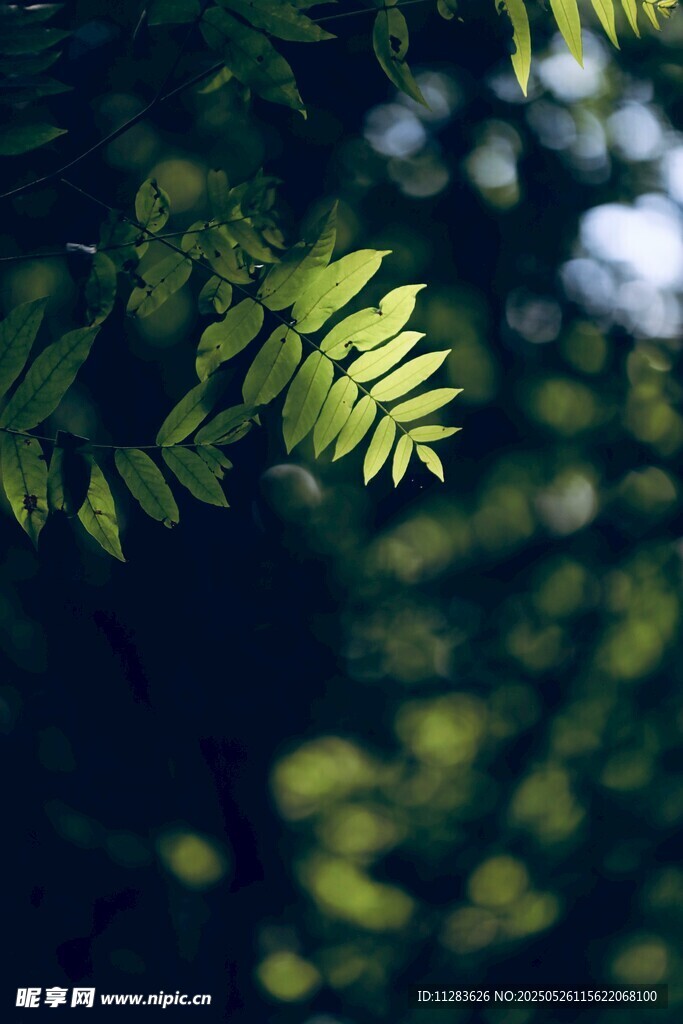 翠绿蕨叶 光影中的生机