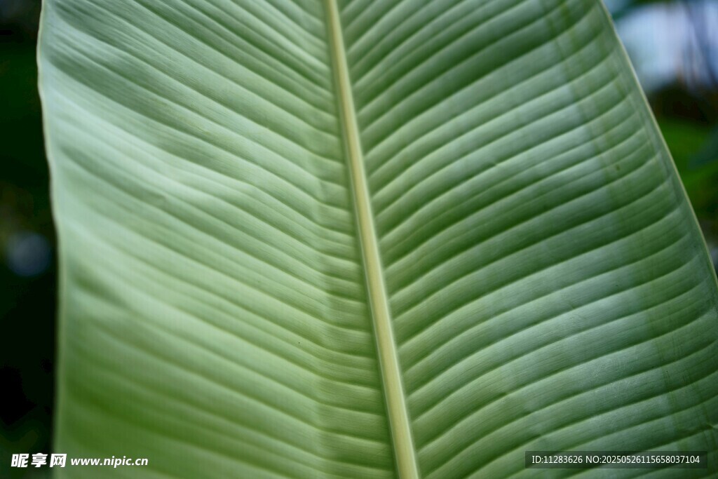 翠绿宽大的植物叶片