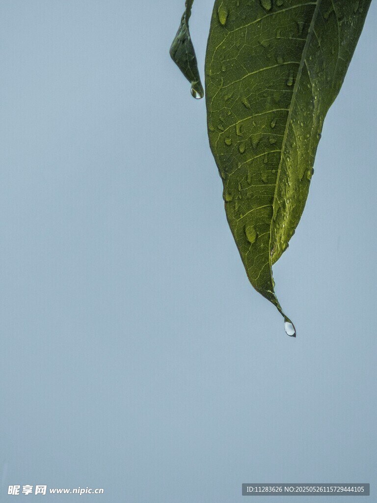 叶尖水珠 清新自然景象