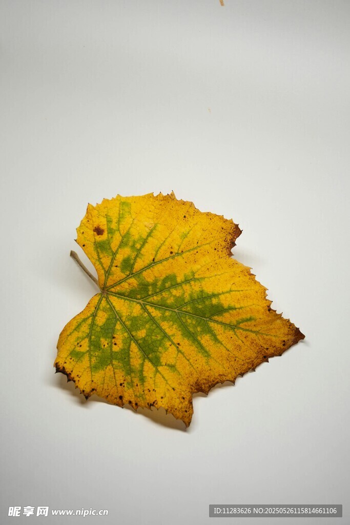 黄绿叶片特写