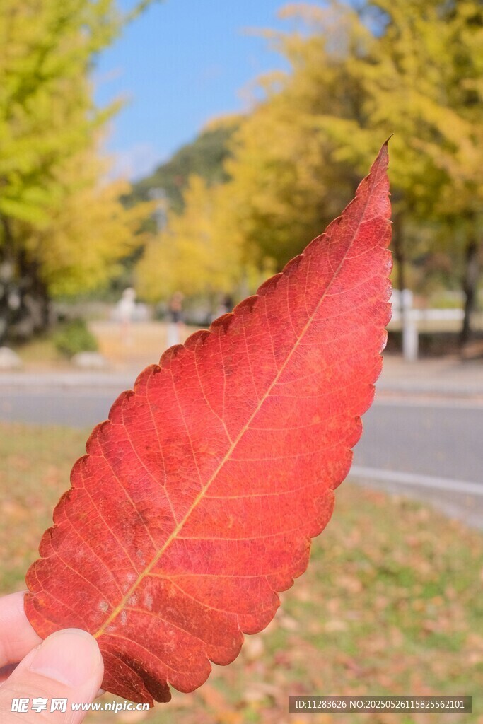 手持红叶赏秋日美景