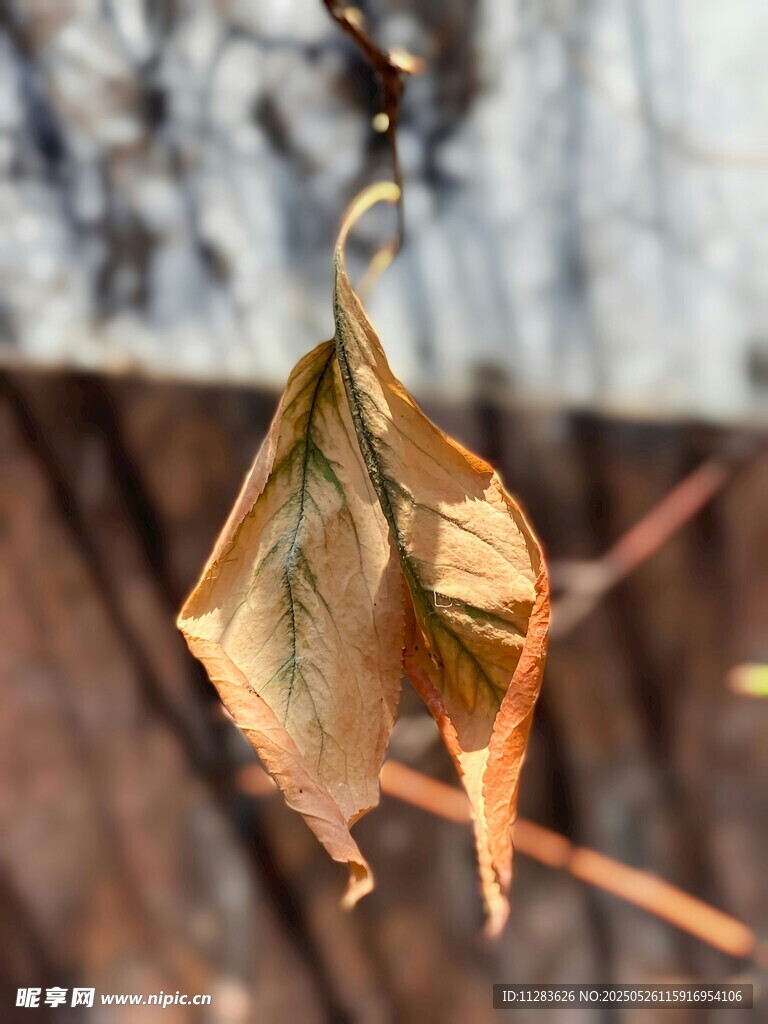 枯萎秋叶挂枝头