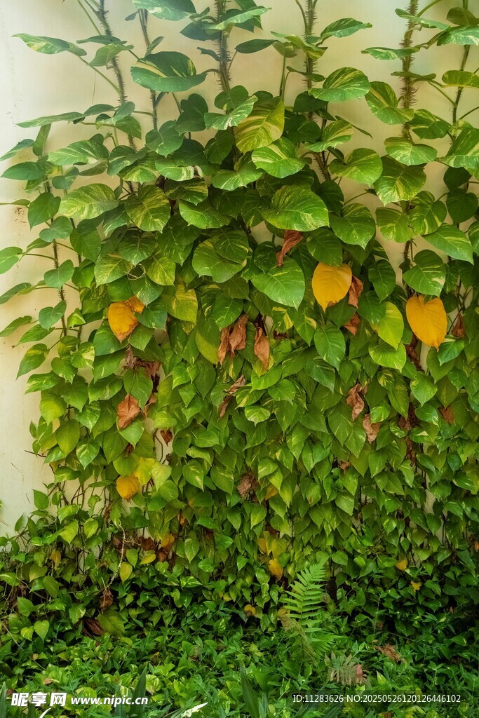 墙边繁茂绿植果实点缀