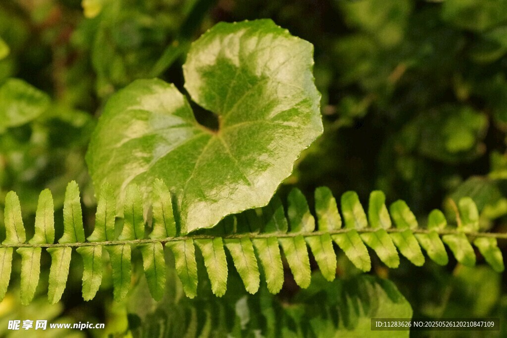 绿叶蕨类植物特写
