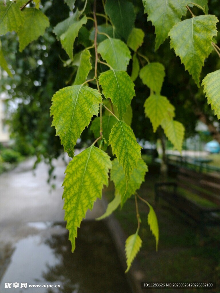 雨后翠绿树叶垂于小径旁