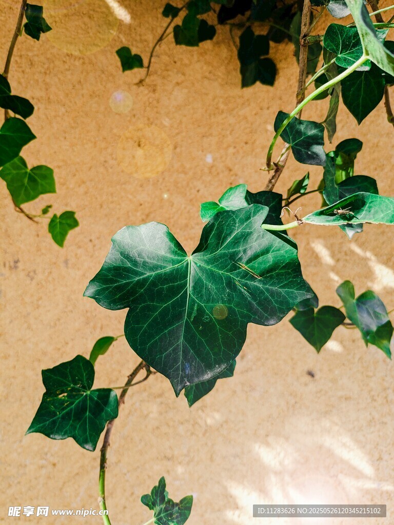 常春藤枝叶特写