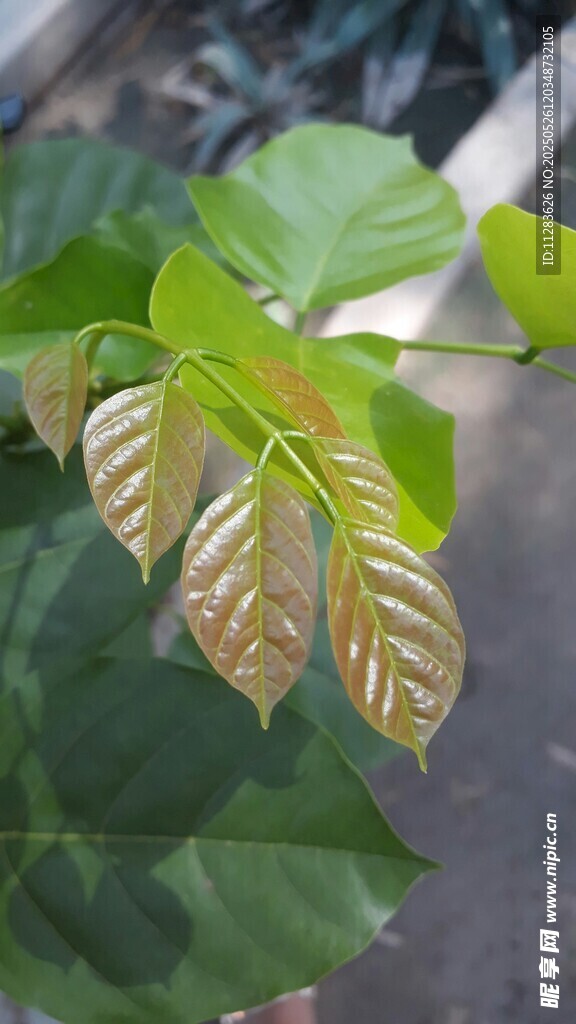 阳光下的嫩绿羽状叶片