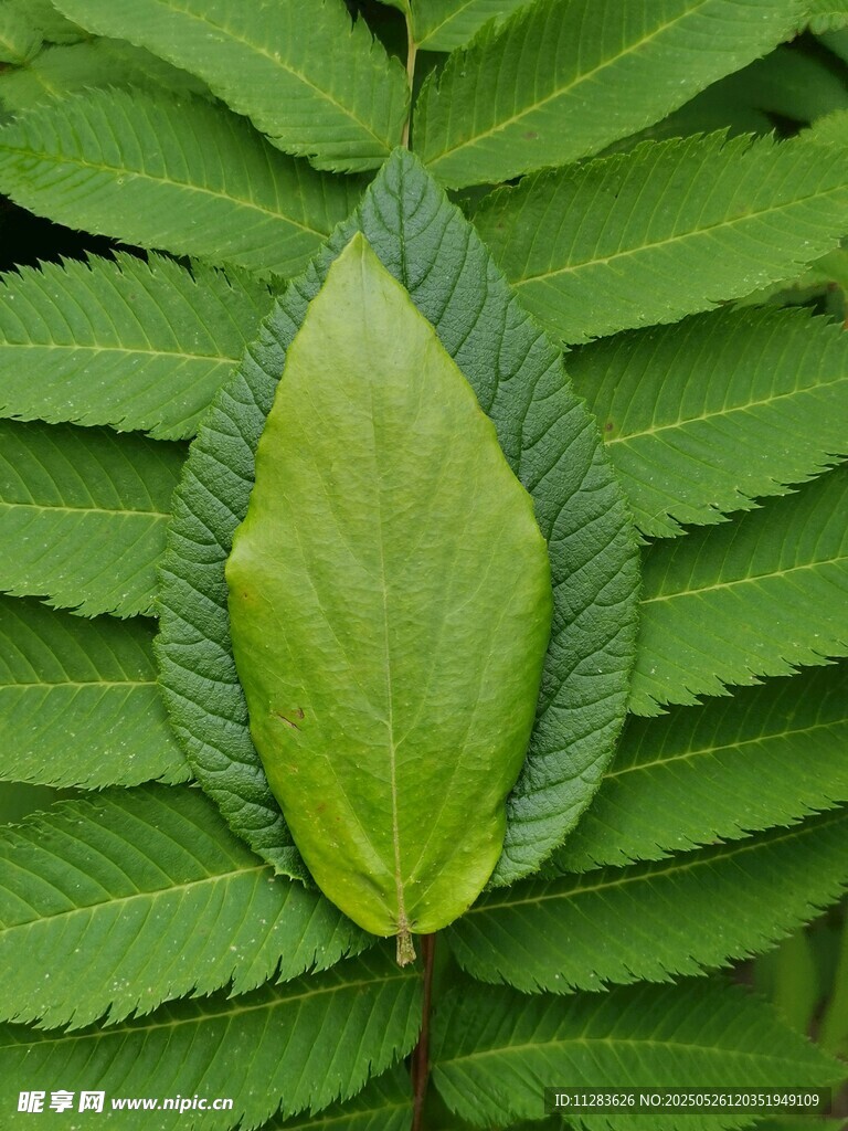 独特形状的嫩绿叶片
