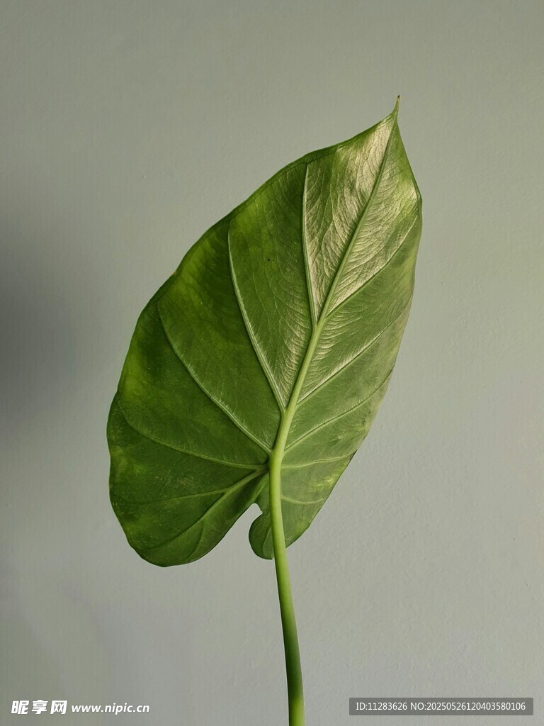 单片翠绿心形植物叶片