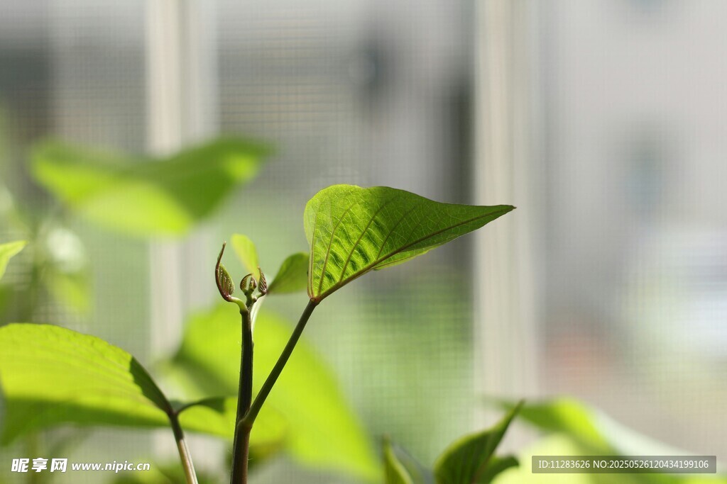 窗边嫩绿植物生机盎然