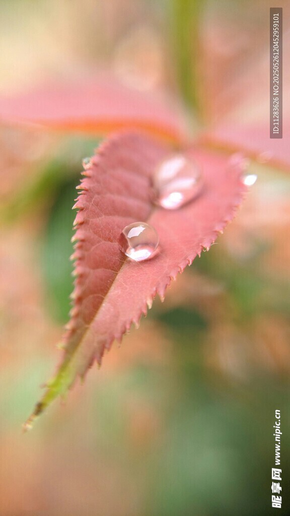 带水珠的红嫩叶片