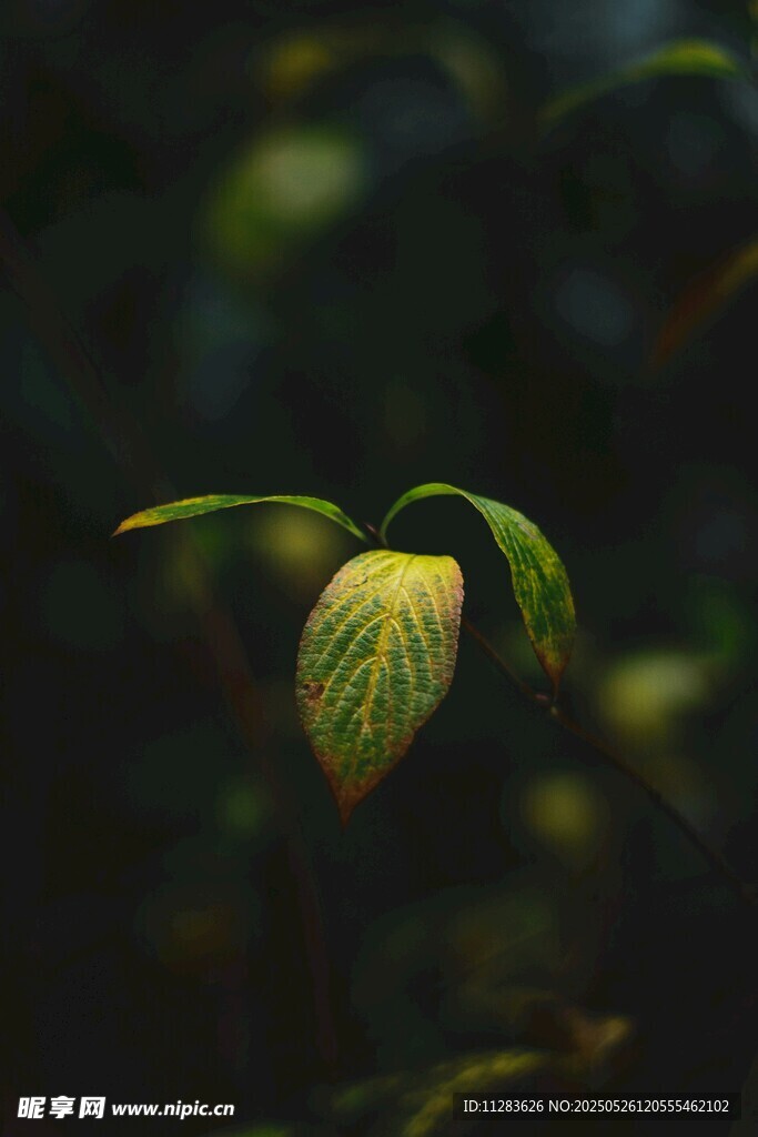 嫩绿叶片的自然之美