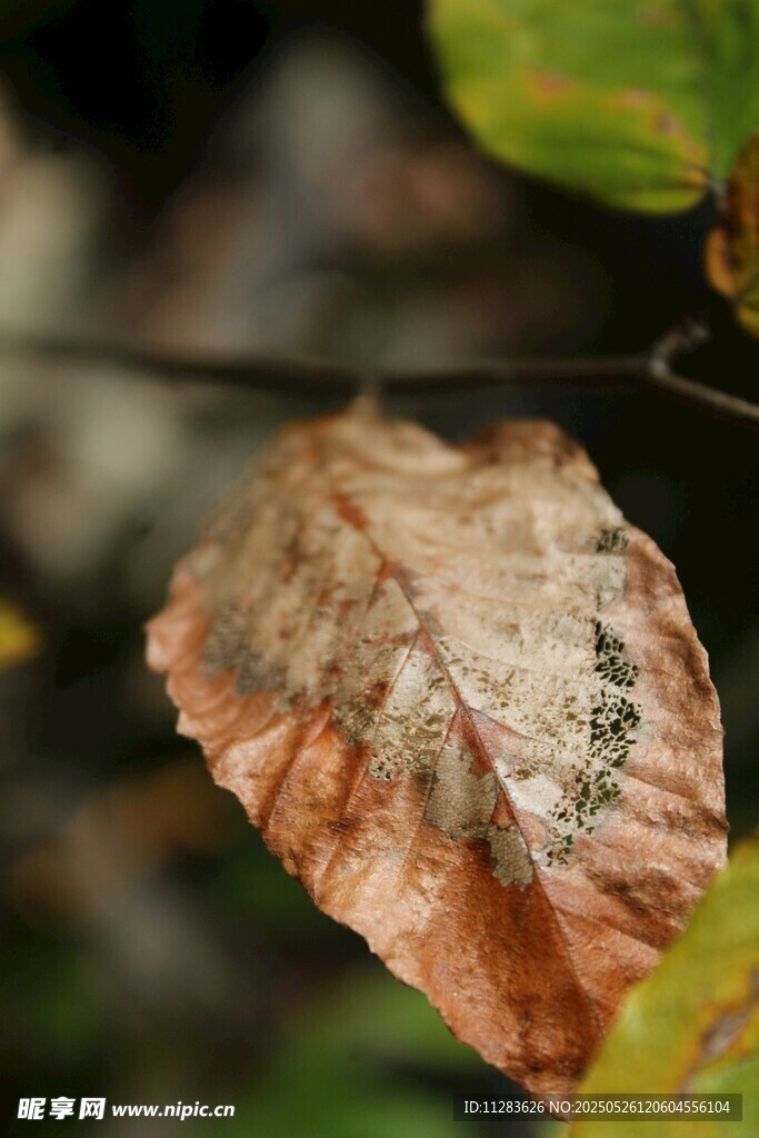 秋日枯叶特写