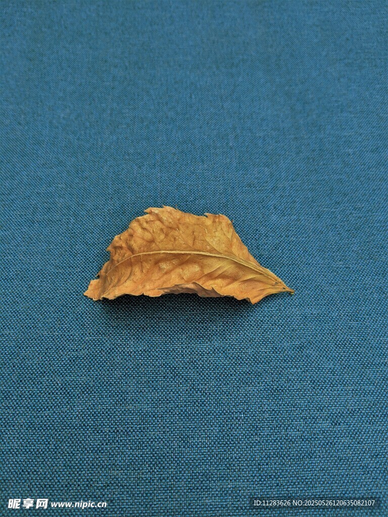 蓝色背景上的枯黄树叶