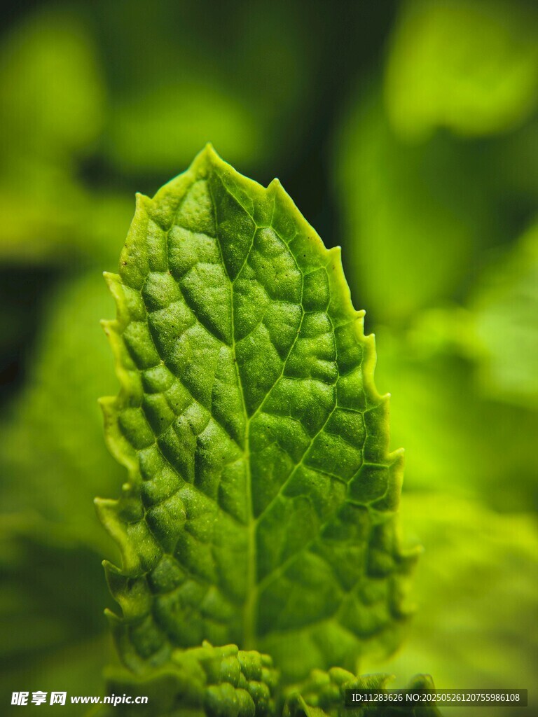 嫩绿薄荷叶特写