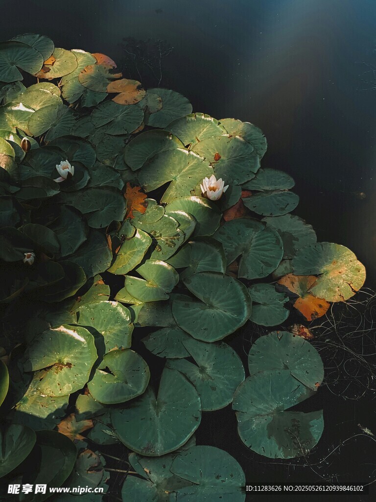 水面上的翠绿睡莲叶片
