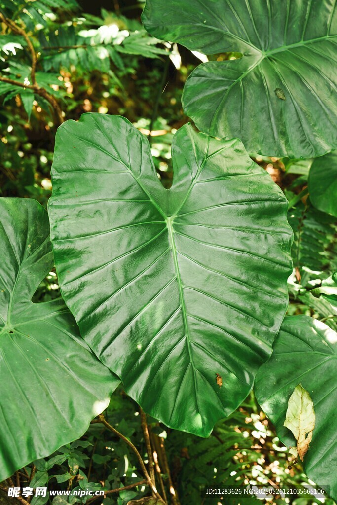 巨大心形绿叶植物景观