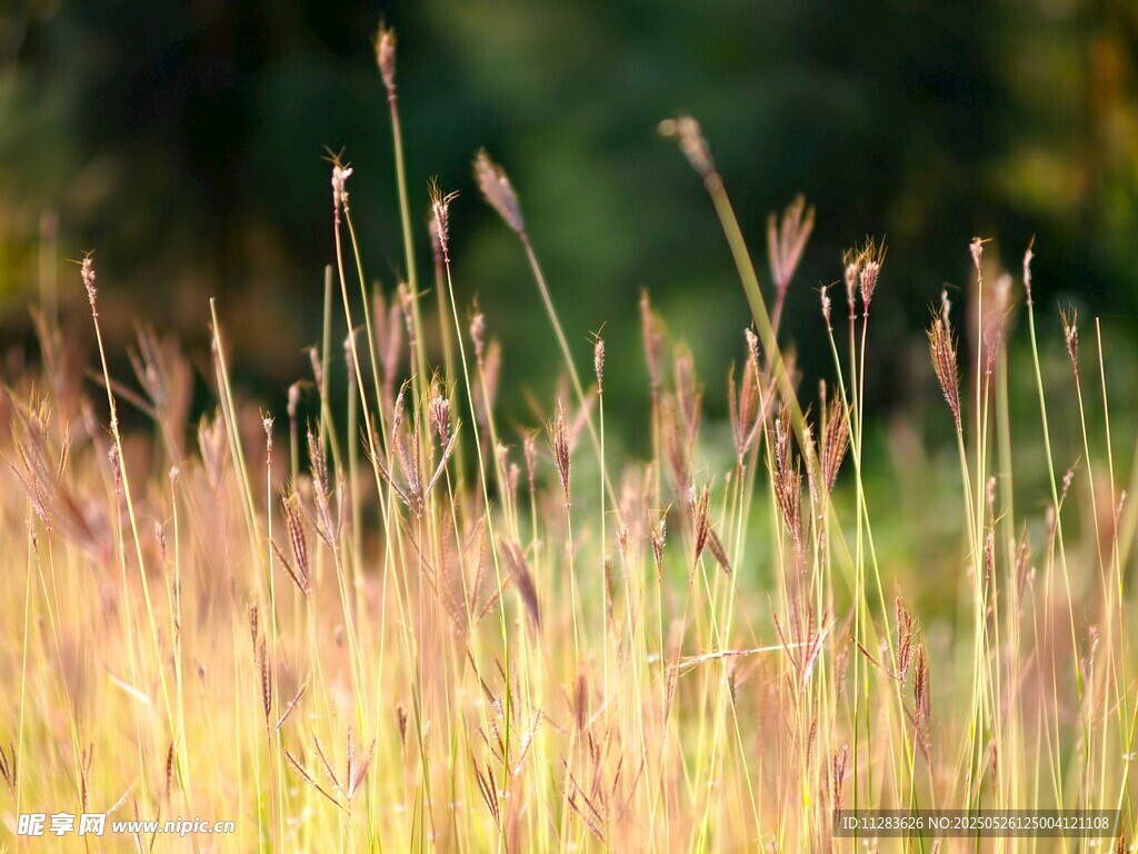 秋日金黄草丛美景