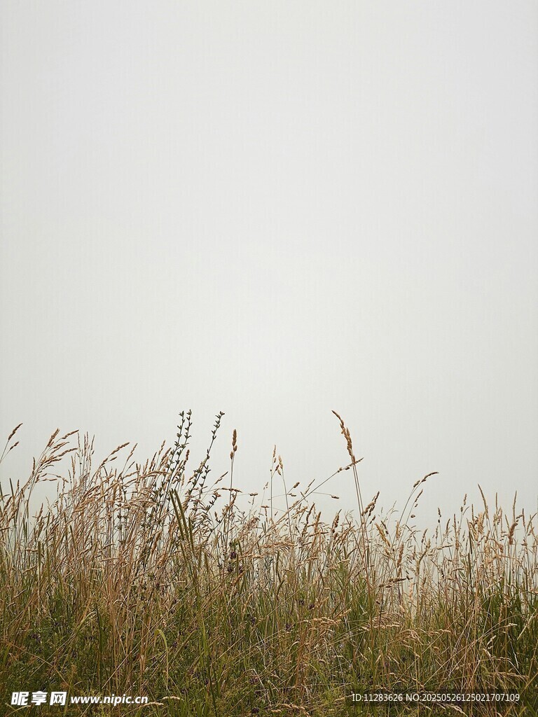 原野上的蓬勃野草