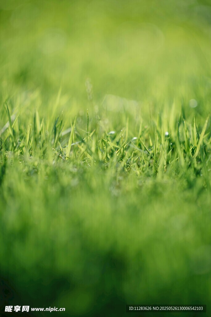 翠绿草地近景