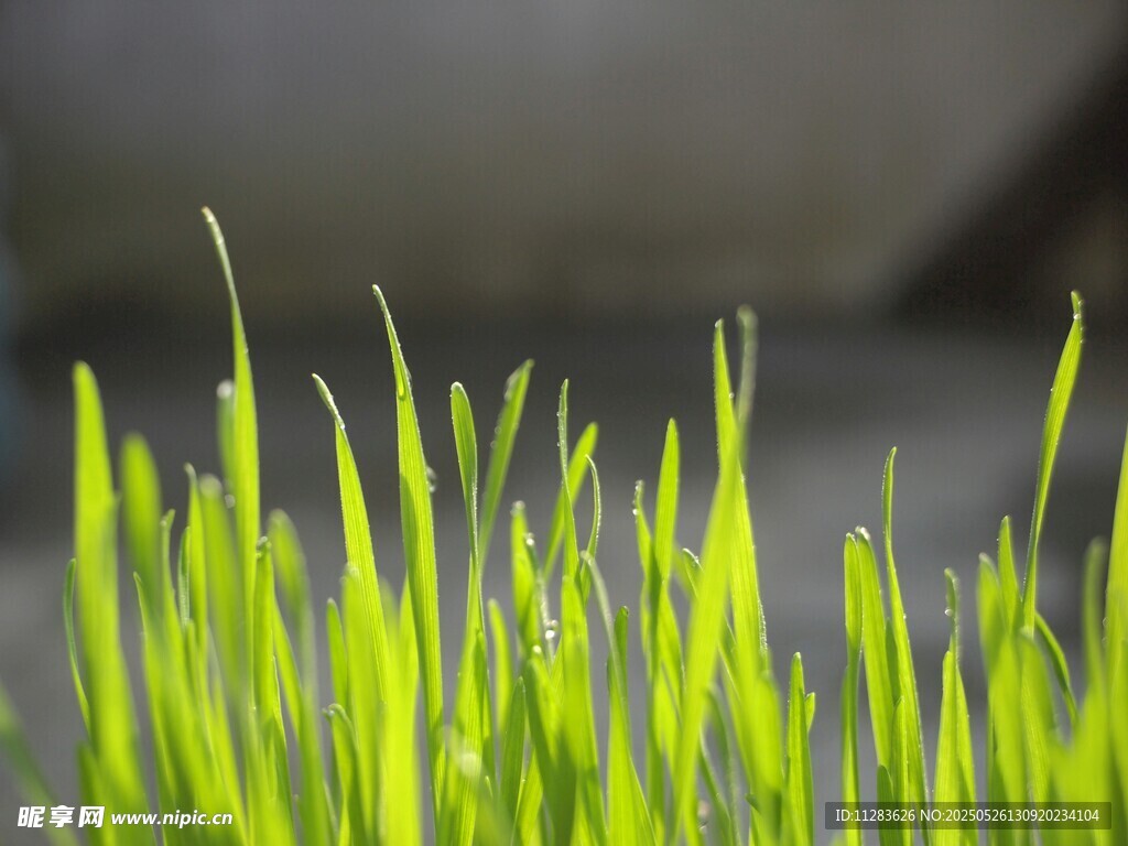 嫩绿麦苗生机盎然
