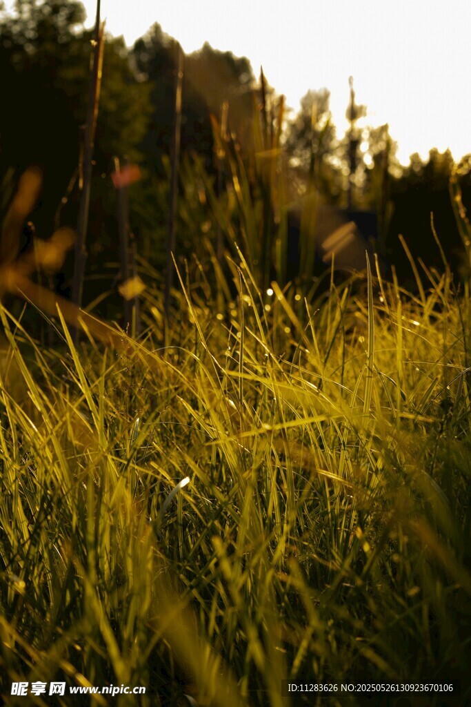 夕阳下的金色草地