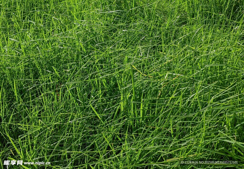 翠绿草地生机盎然
