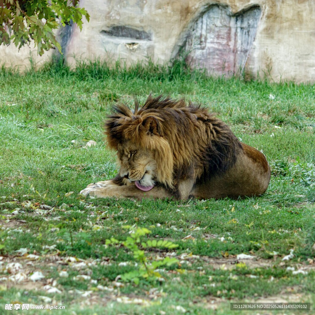 雄狮草地进食画面