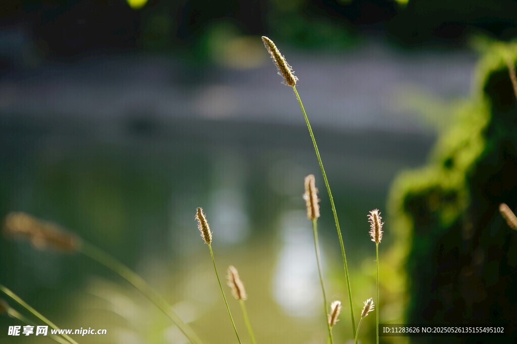 阳光下的湖畔草景