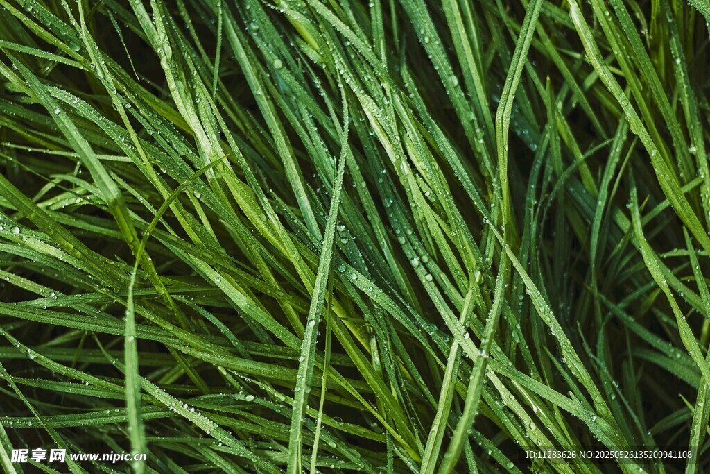 翠绿细长草叶特写