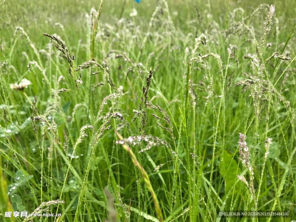 翠绿草地生机勃勃的景象