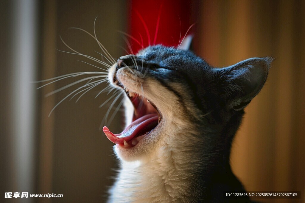 打哈欠的猫咪