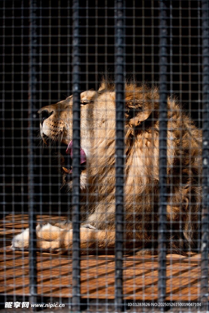 笼中怒吼的雄狮