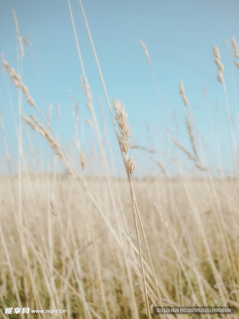 金黄草地与蓝天自然美景