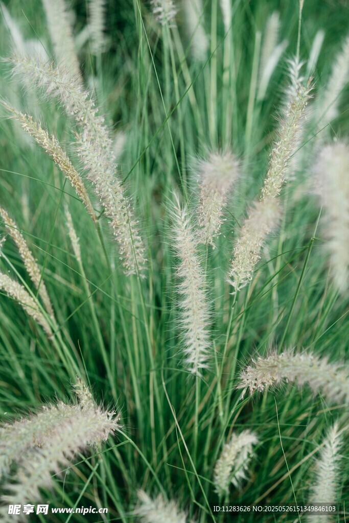 轻柔狗尾草 自然清新景致