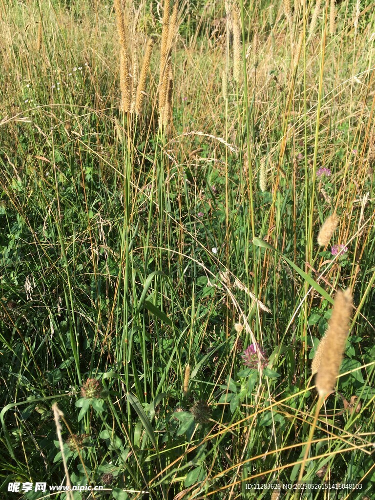 夏日草地中的蓬勃野草