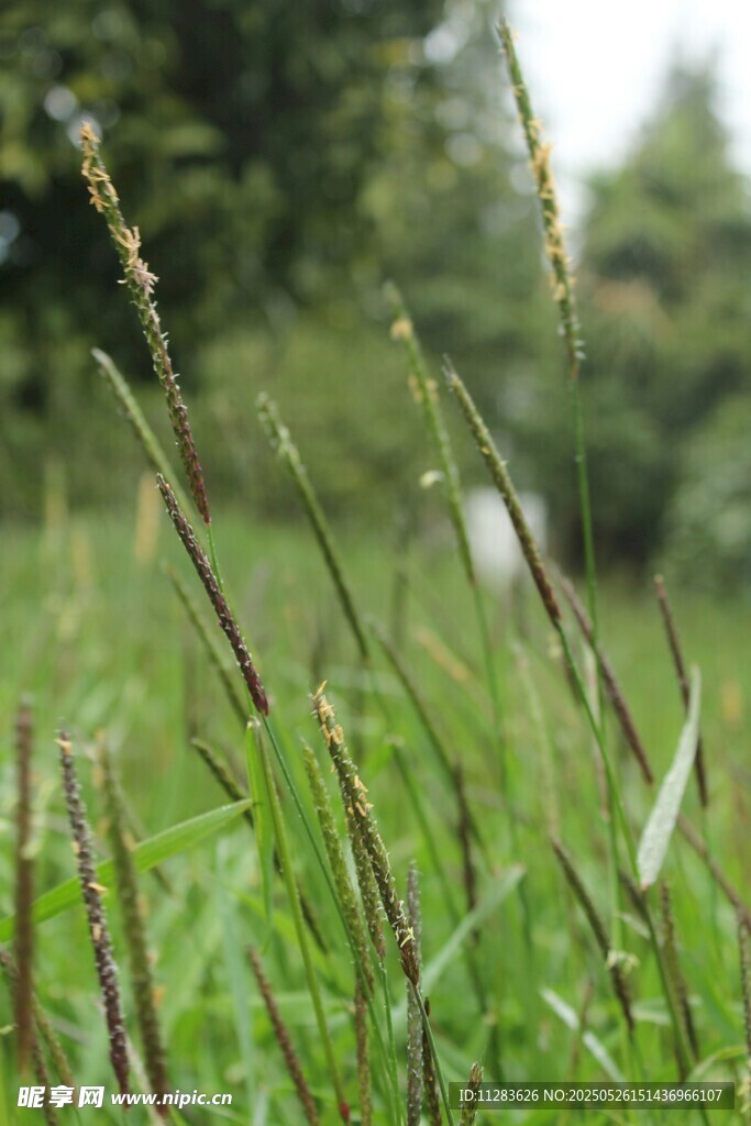 田野中的细长草株