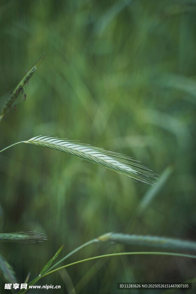 嫩绿草叶特写