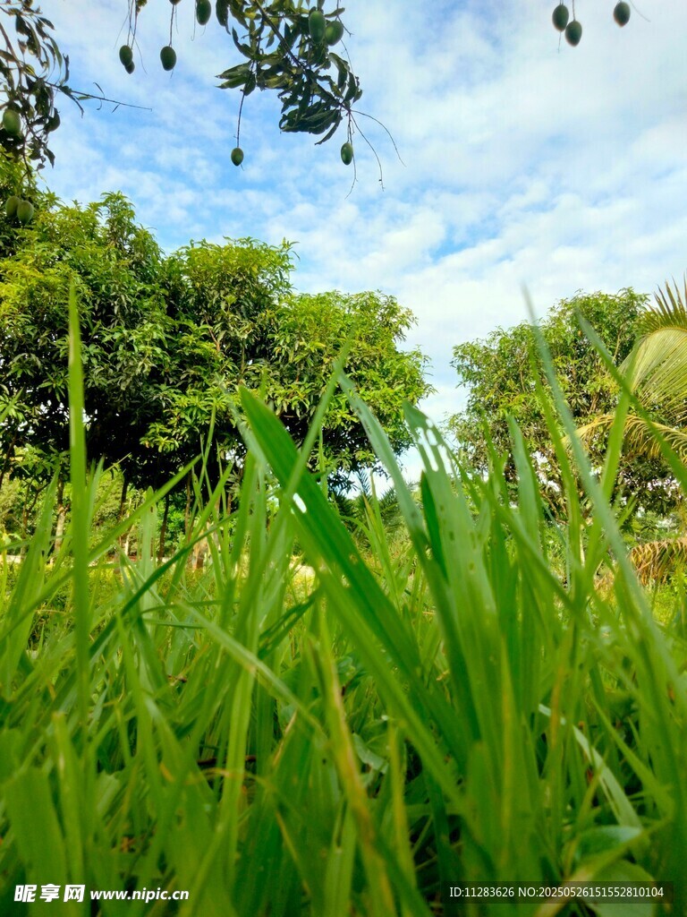绿野蓝天间的自然景致